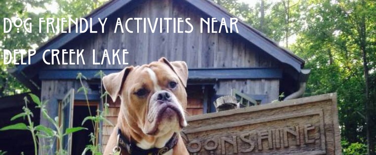 Dog friendly activities near Deep Creek Lake