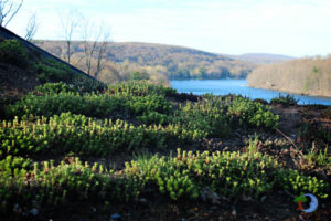 Succulents on our live roof